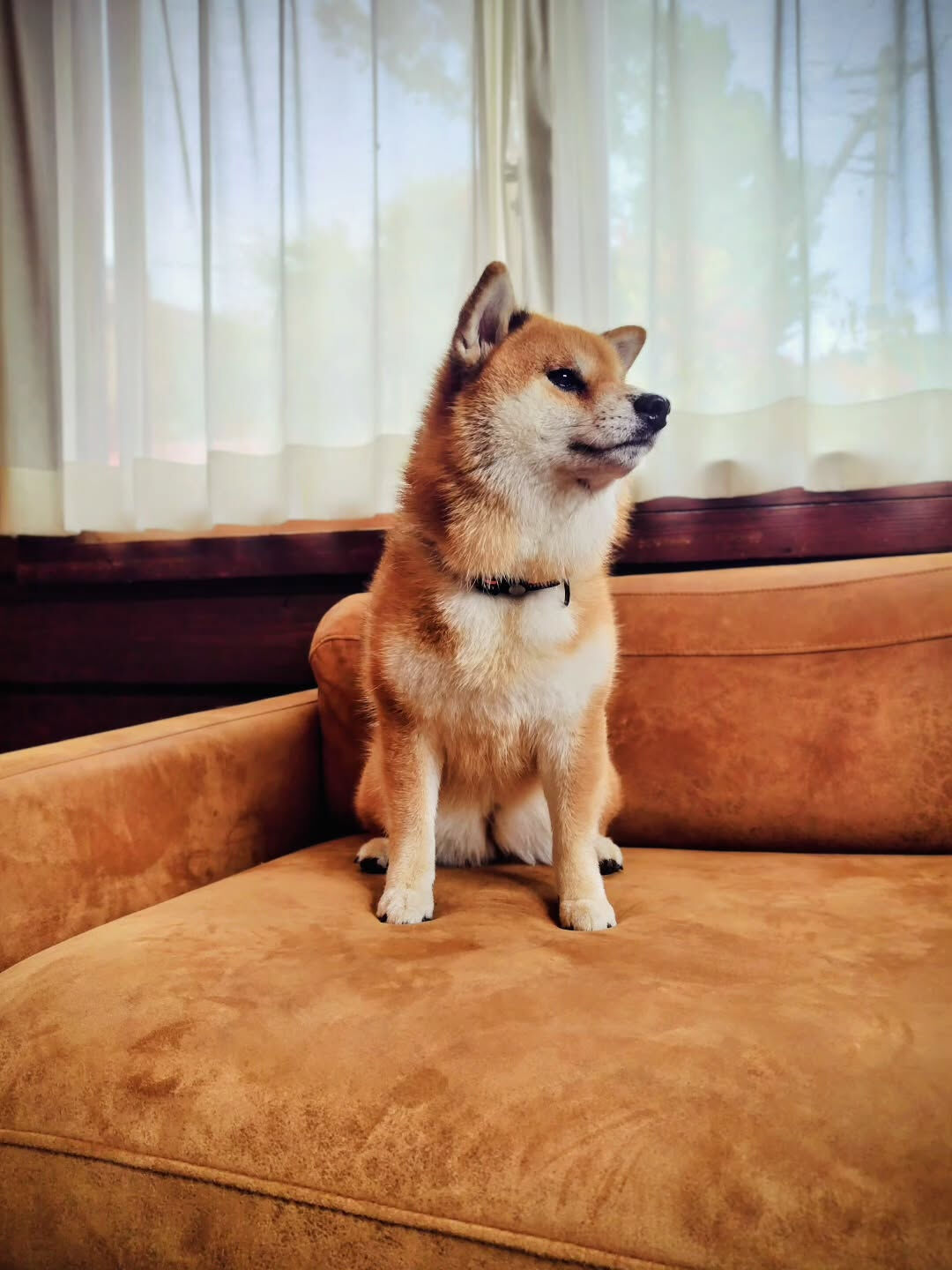 ホームページ完成しました🐾