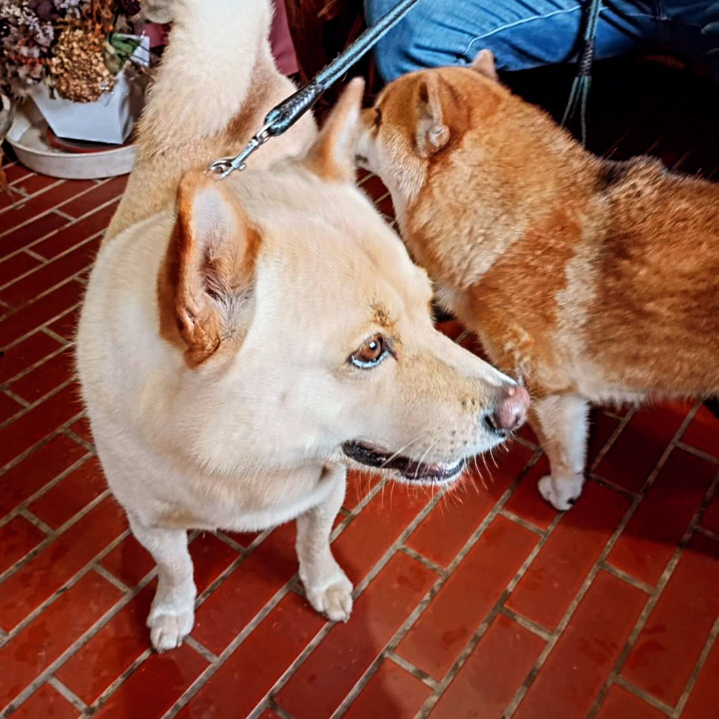 先日ペットルームにお泊まりいただきました甲斐犬のはくくんです
