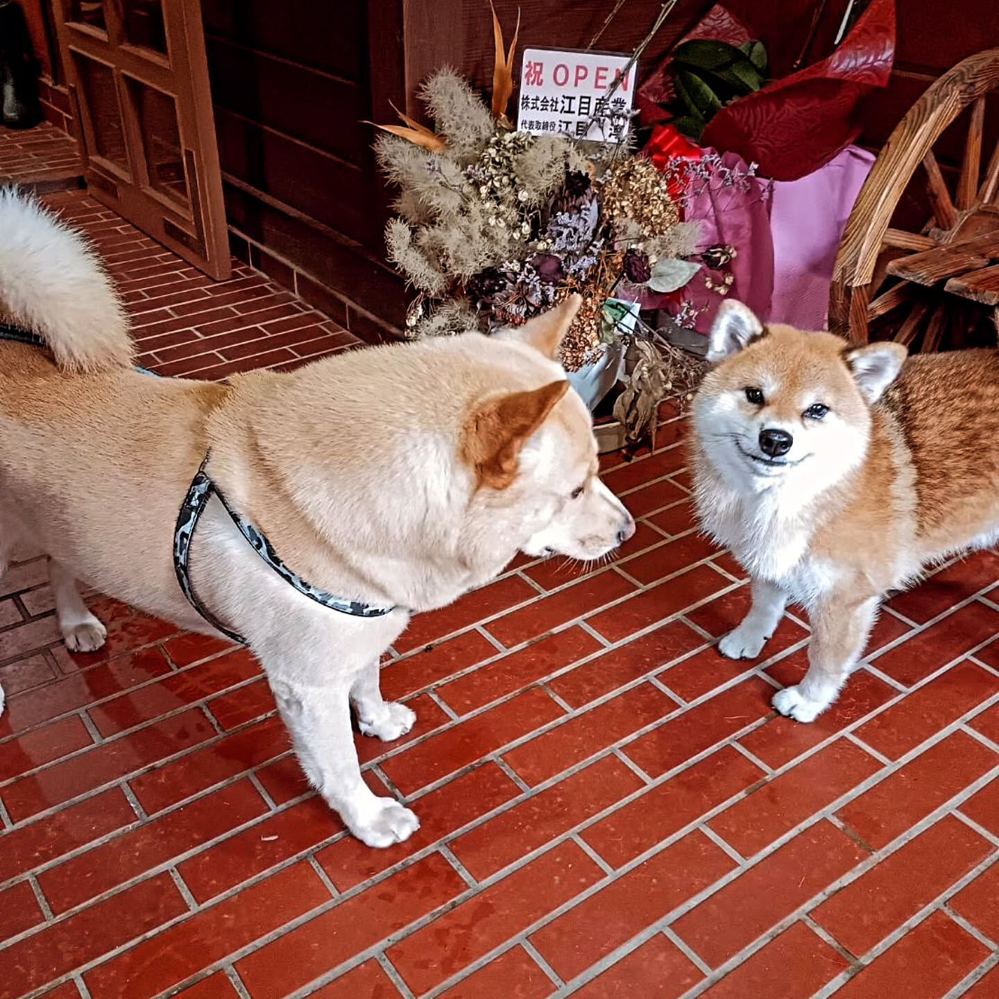 先日ペットルームにお泊まりいただきました甲斐犬のはくくんです