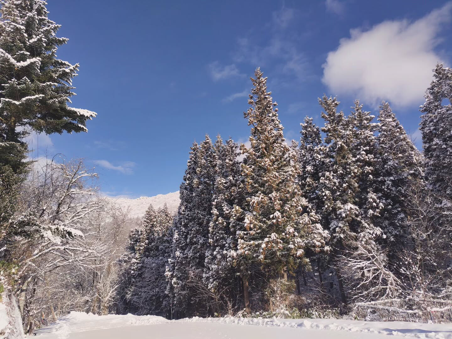 だんだん雪景色に☃️