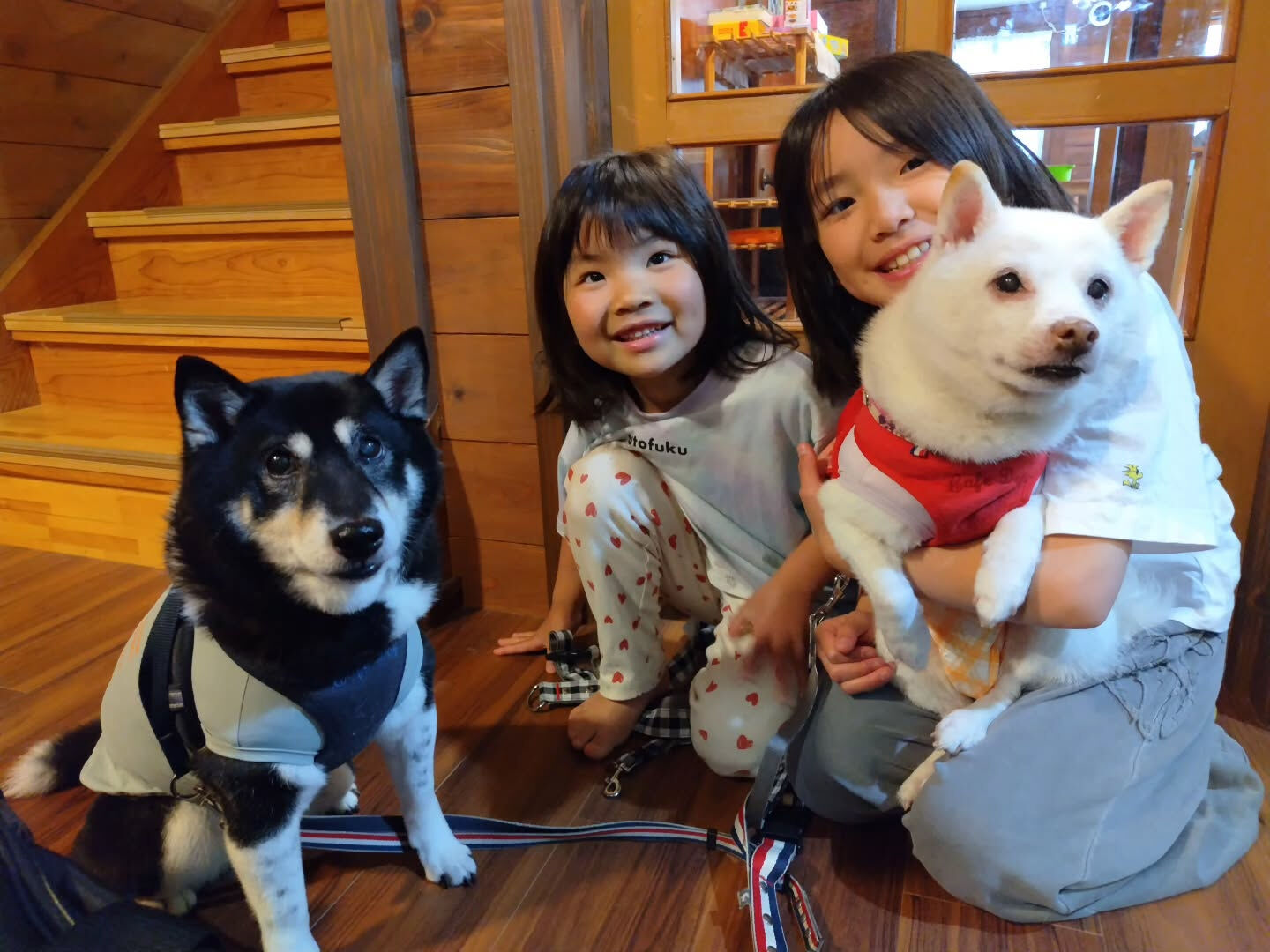 昨日ご宿泊いただきました、柴犬のももたくんとみかんちゃんです