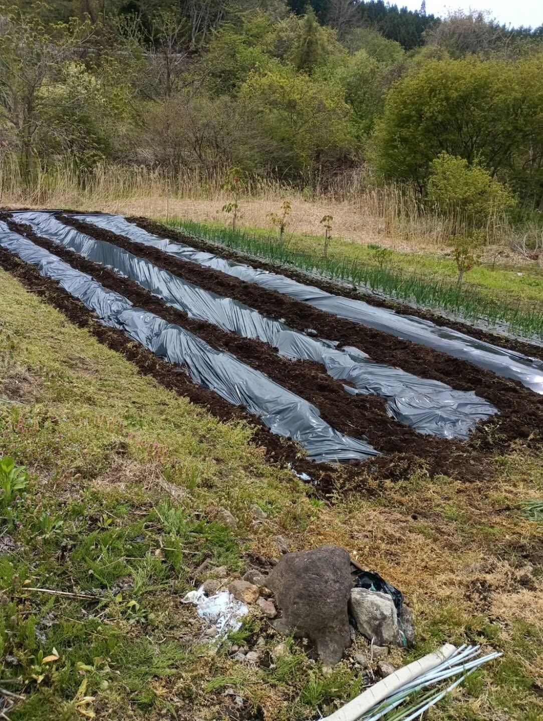 ふんわり農園始動開始しました🍅