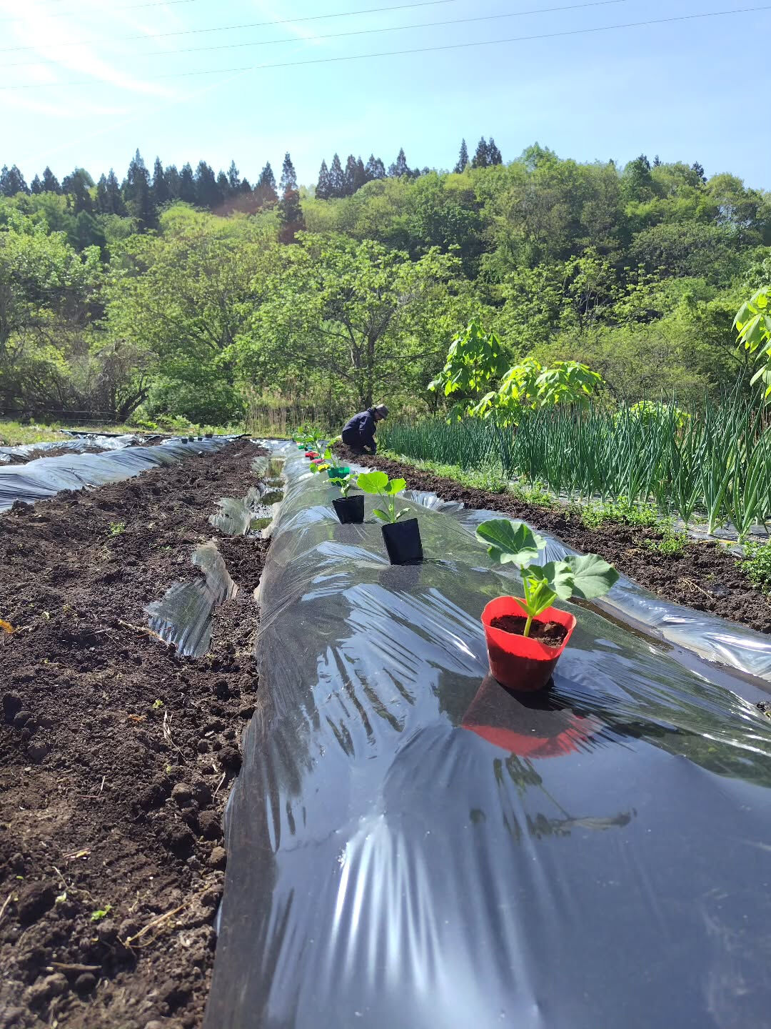 ふんわり農園に苗を植えました🍅