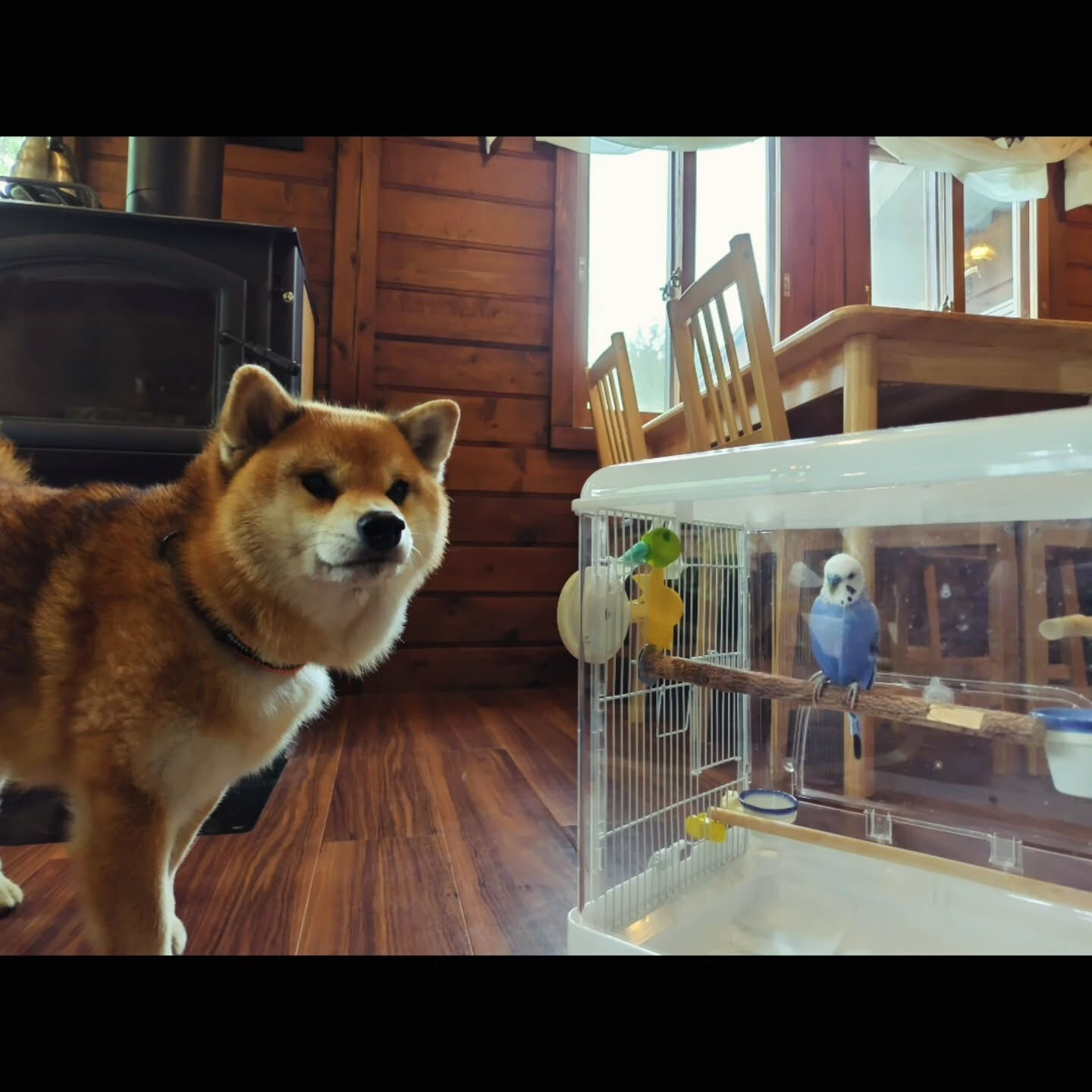 3泊のご利用ありがとうございました🐾