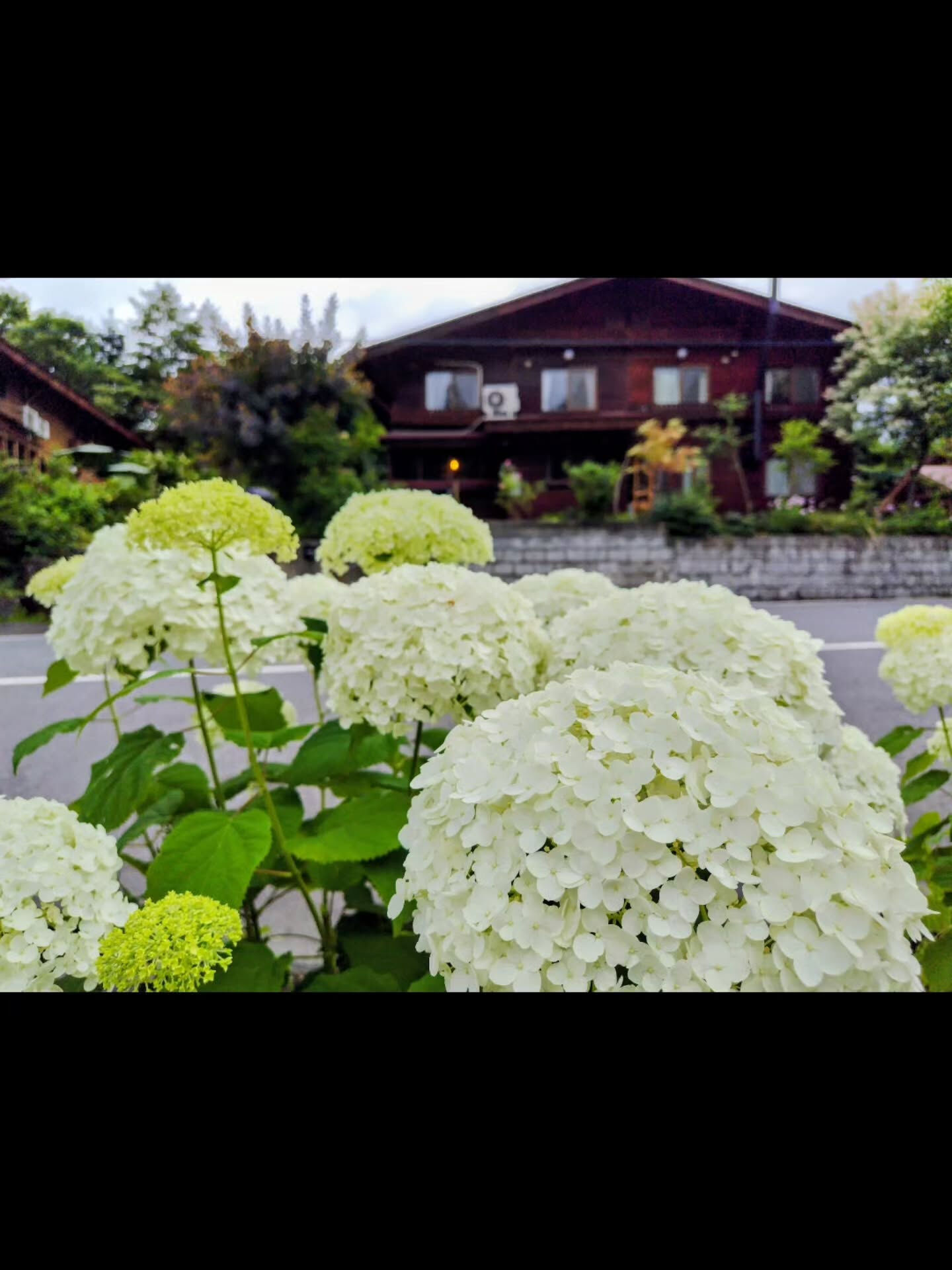 あじさいが素敵なペンション村です