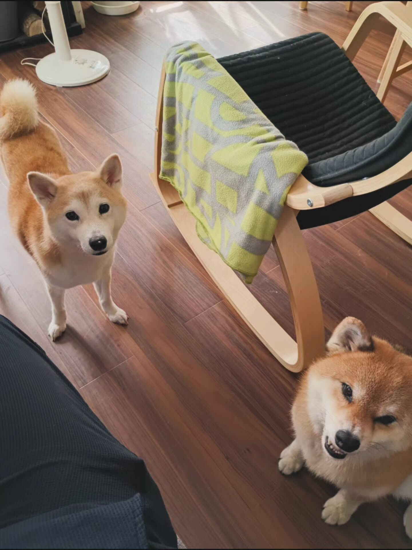 先日ご宿泊いただいた柴犬のちよちゃんです🐾