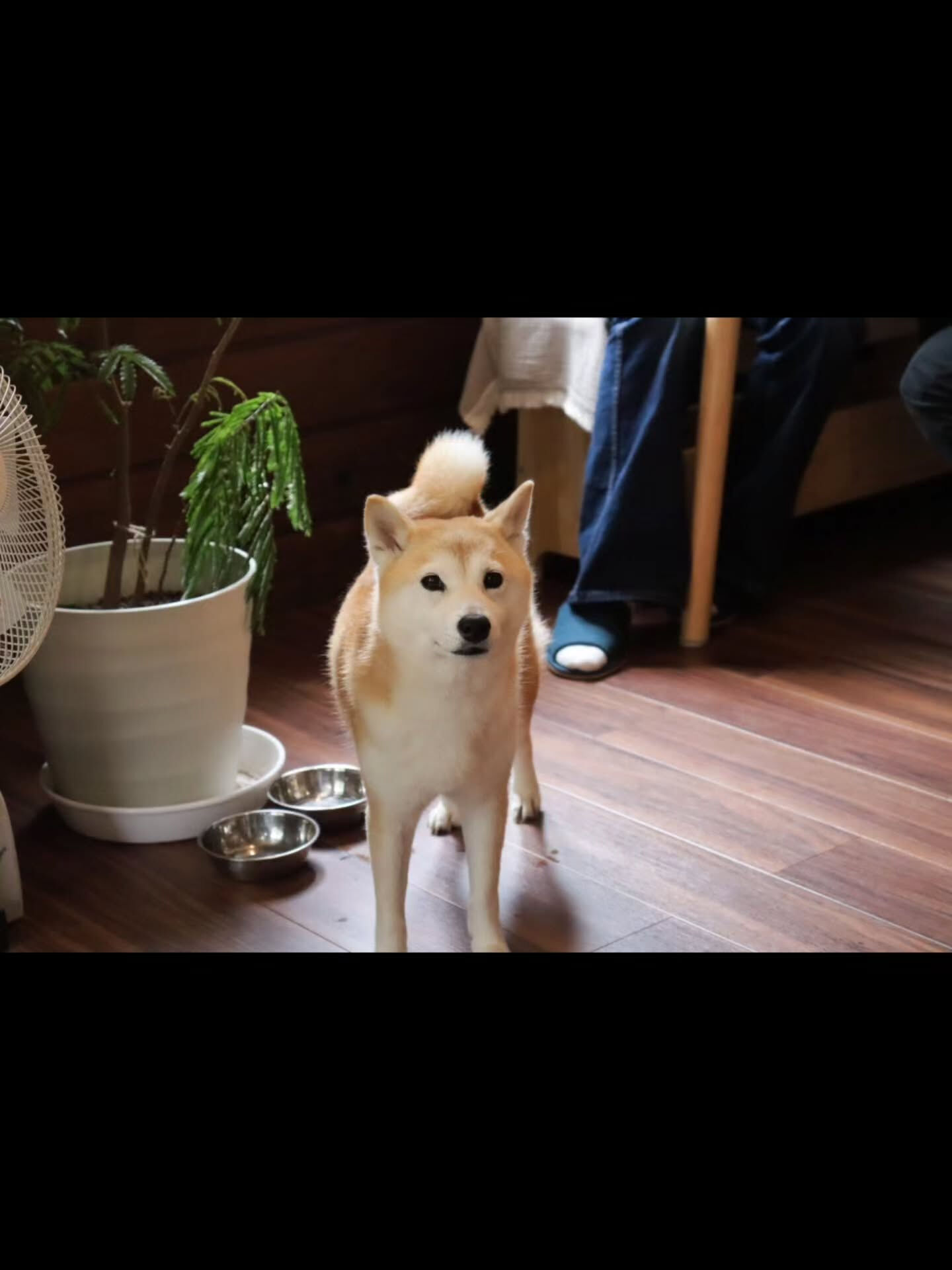 先日ご宿泊いただいた柴犬のちよちゃんです🐾