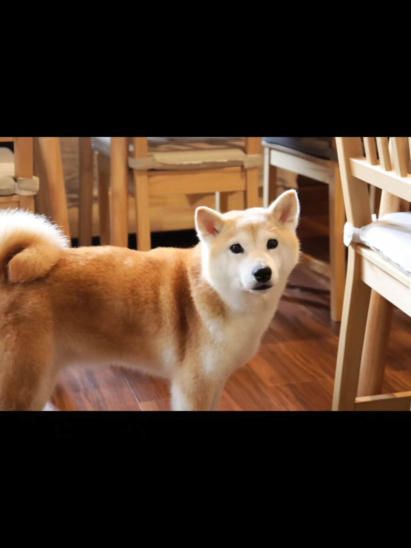 先日ご宿泊いただいた柴犬のちよちゃんです🐾
