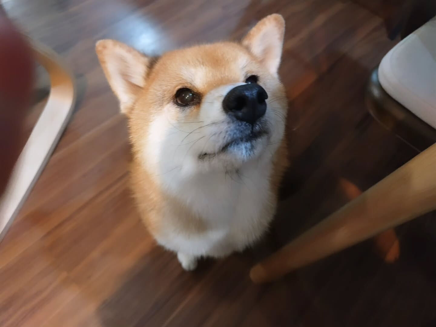 〚ペットをお連れのお客様へ〛