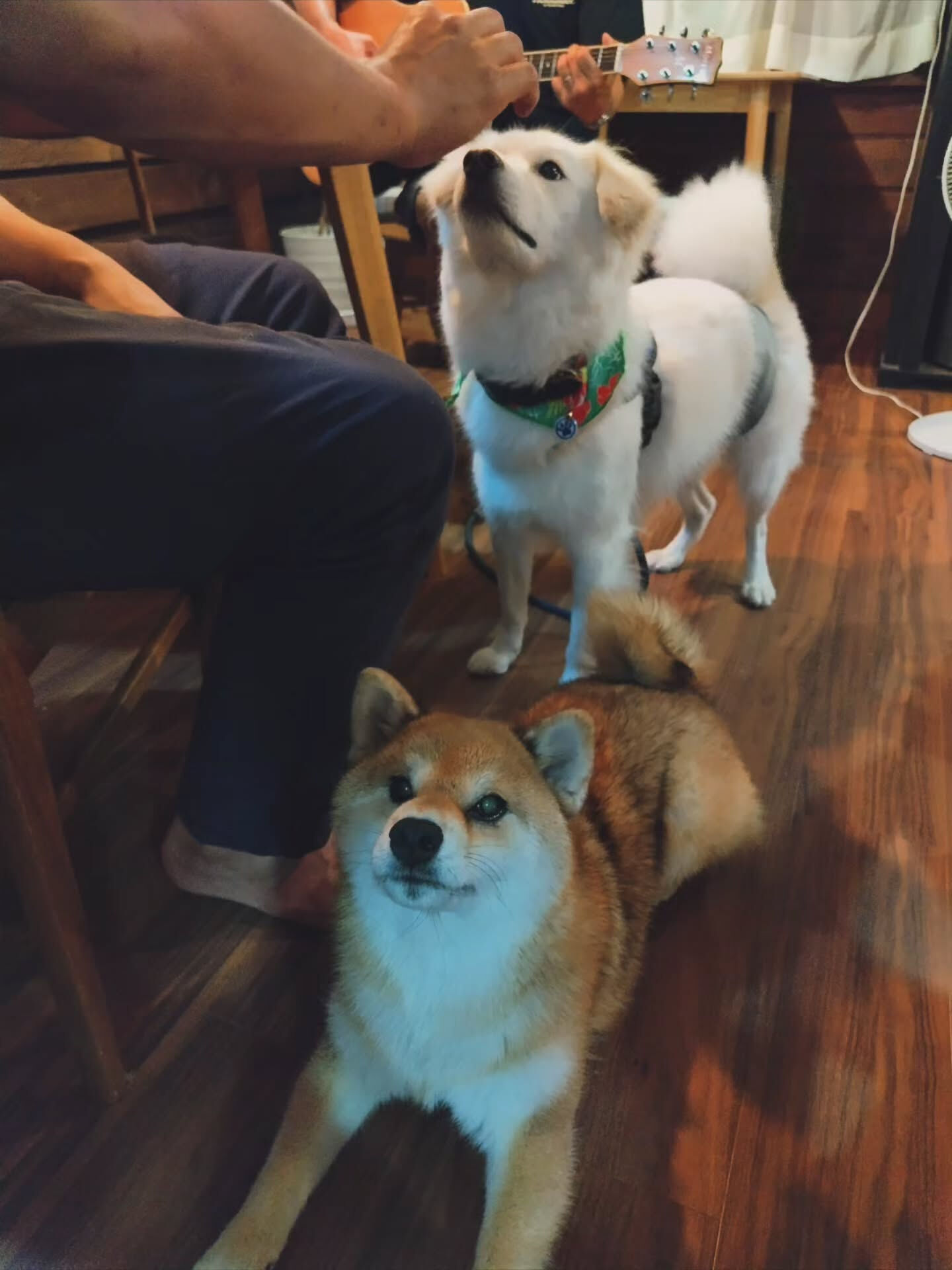 たろーくんご宿泊ありがとうございました🐾