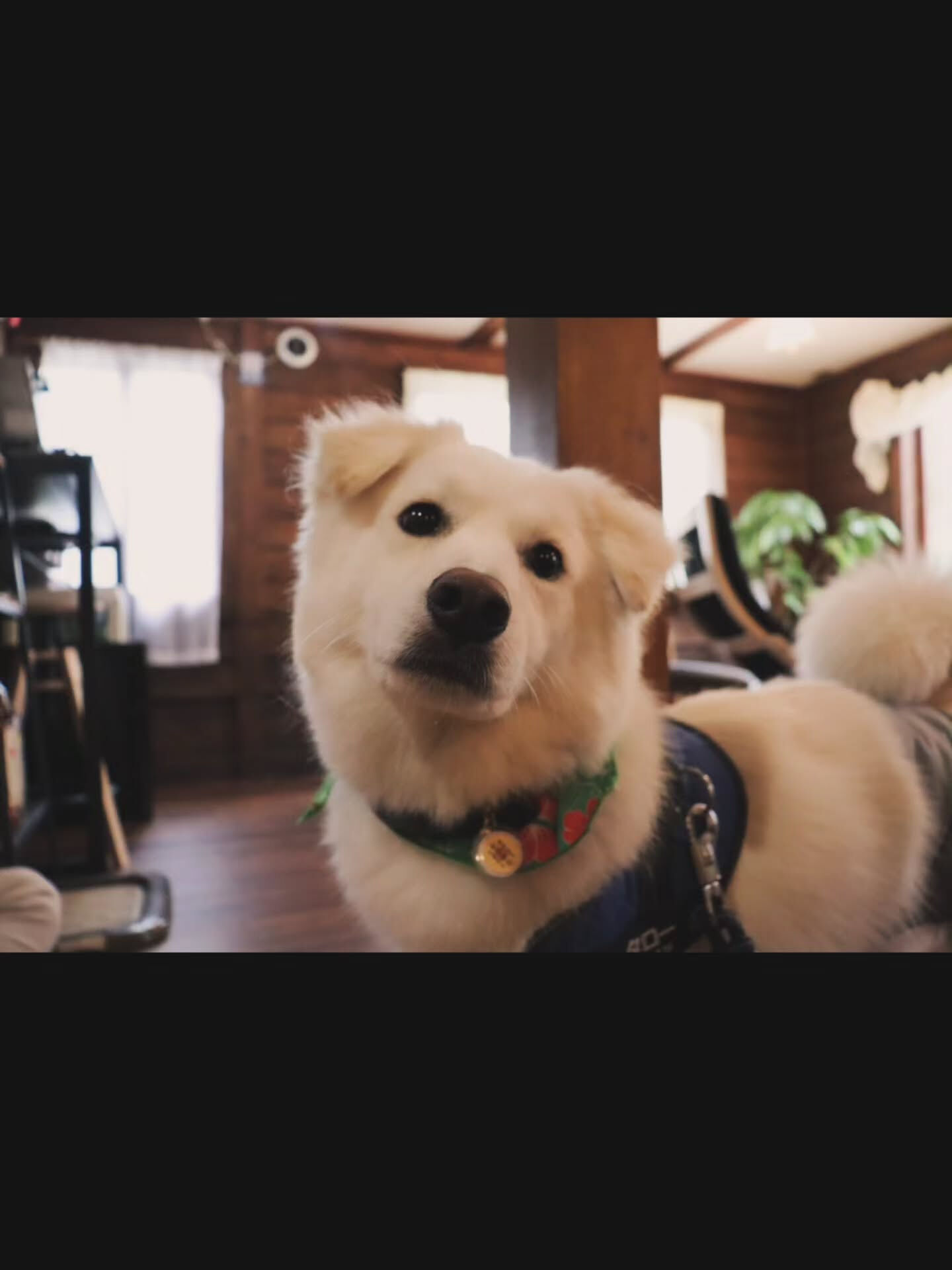 たろーくんご宿泊ありがとうございました🐾