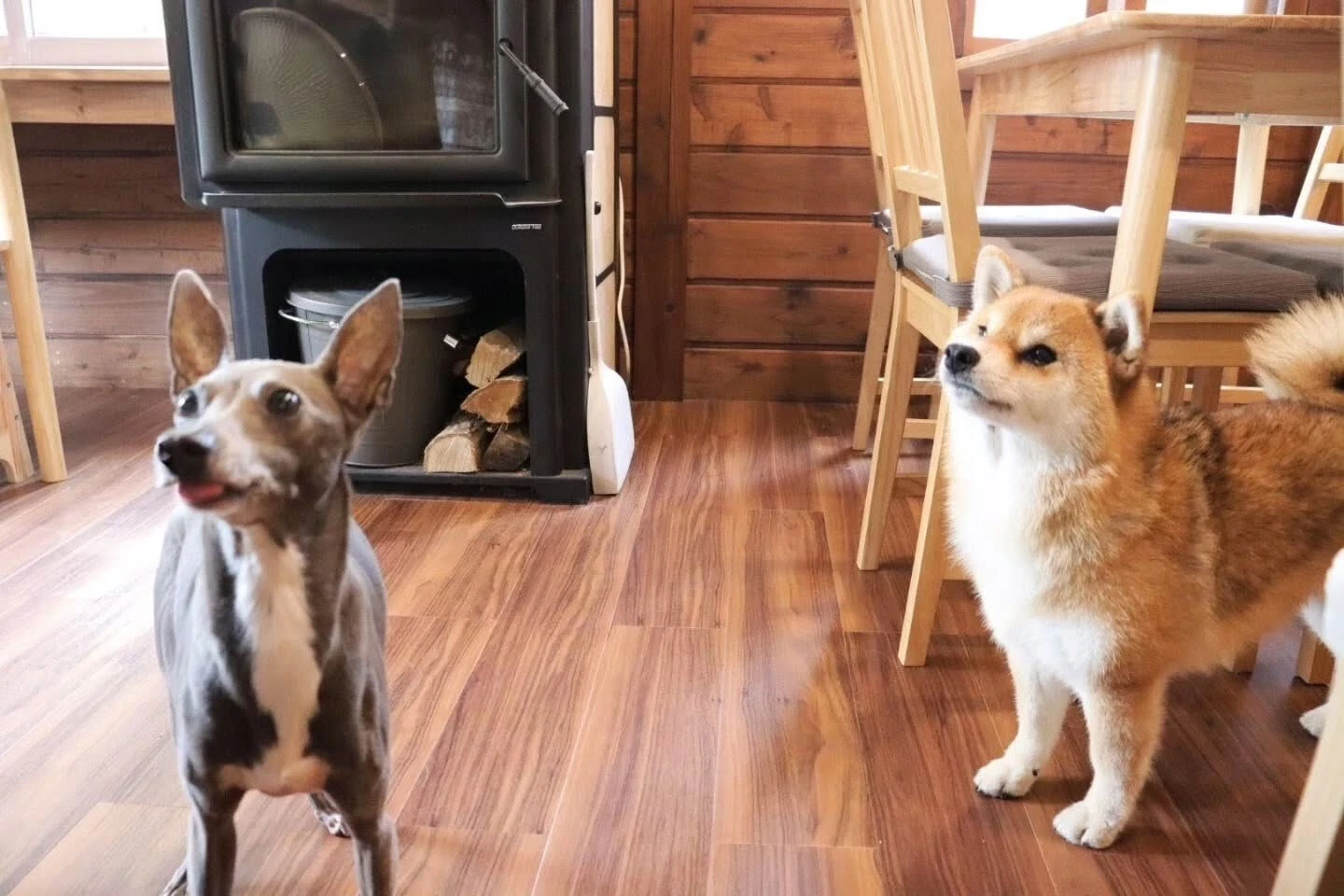 たびちゃん3泊のご利用ありがとうございました😊