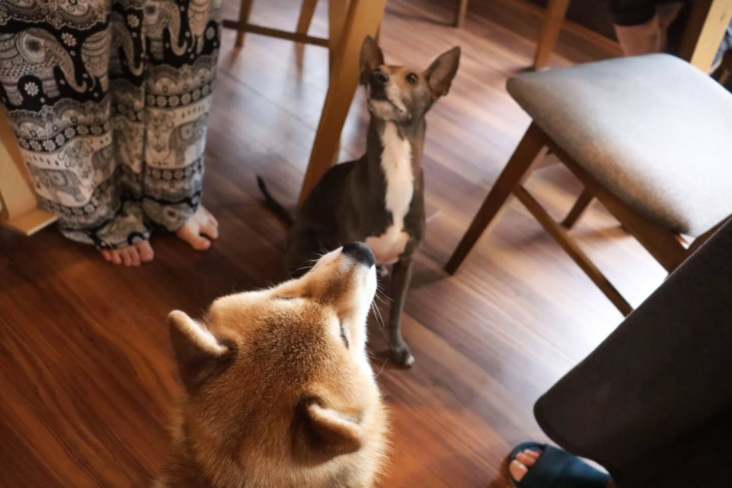 たびちゃん3泊のご利用ありがとうございました😊