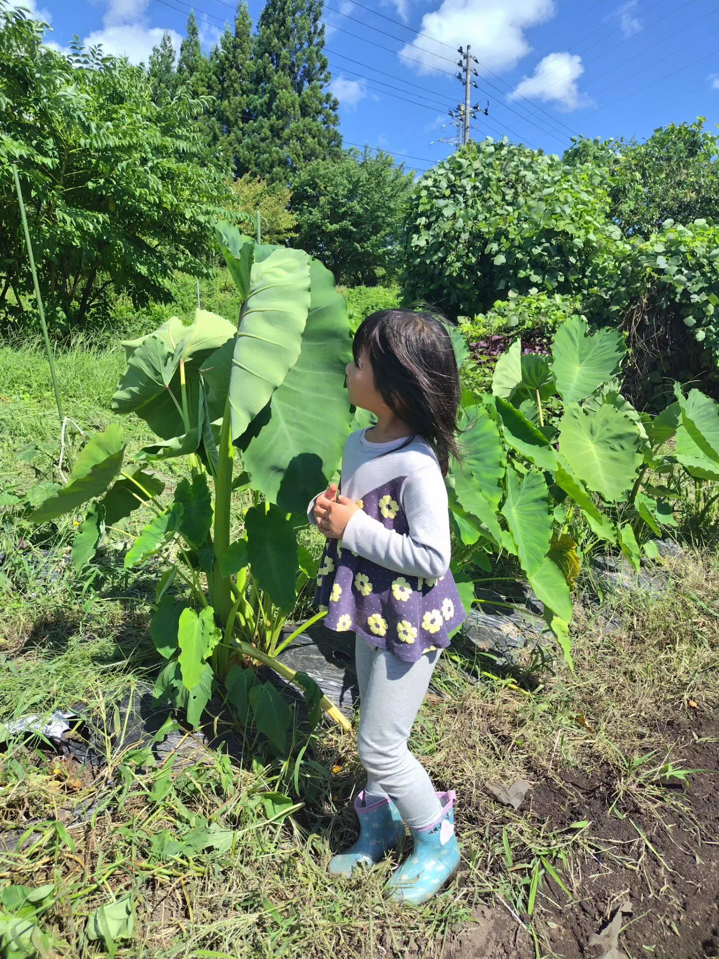久々の晴れ間にふんわり農園には秋野菜を