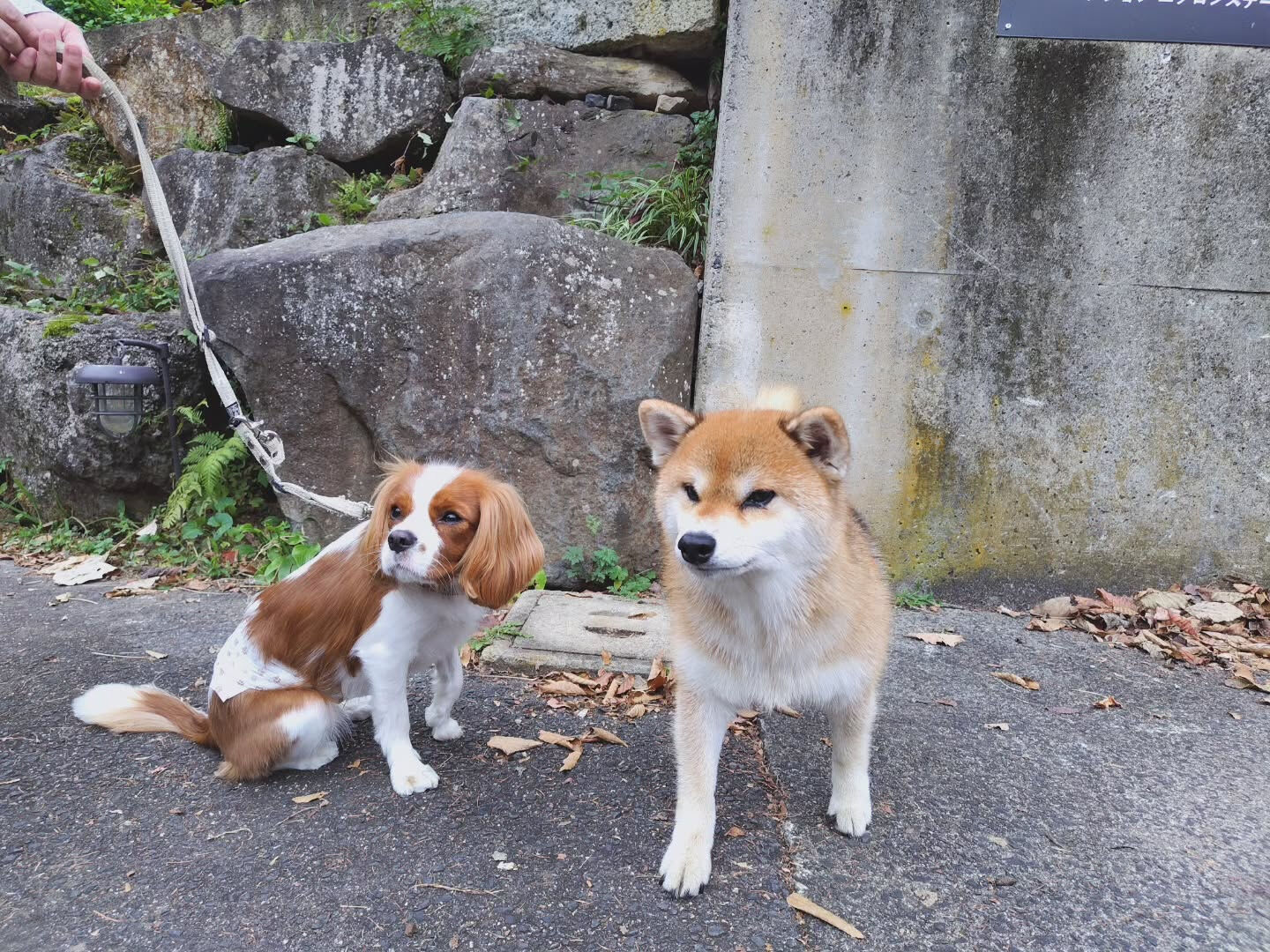 ヤムくん2日間ありがとうございました🐾